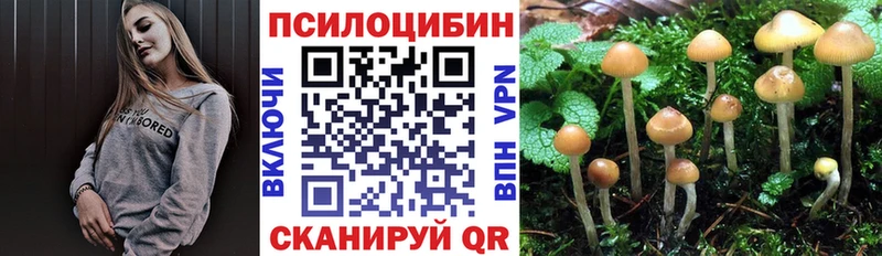 купить  цена  Иланский  Псилоцибиновые грибы Psilocybe 